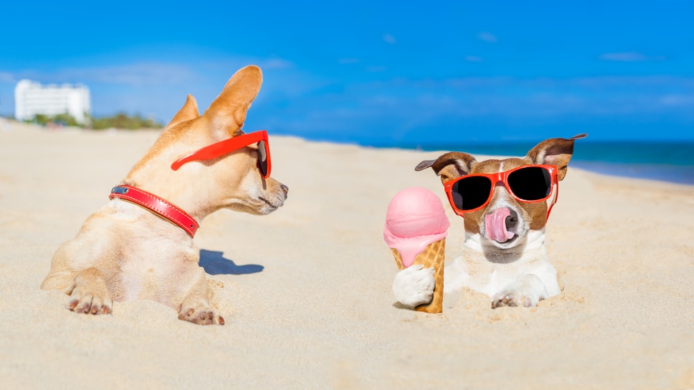 Dogs on the beach