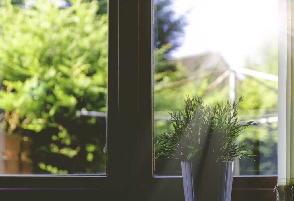 Small potted plant on the windowsill, next to a window and being bathed in sunglight